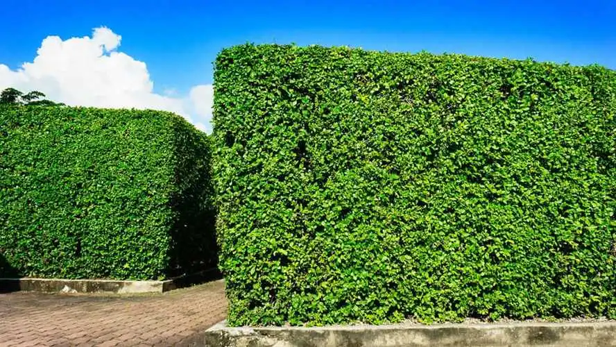绿化工程在生物多样性保护和物种保护中的动态平衡如何维持？