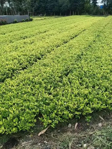 园区绿化亮化工程合同协议书